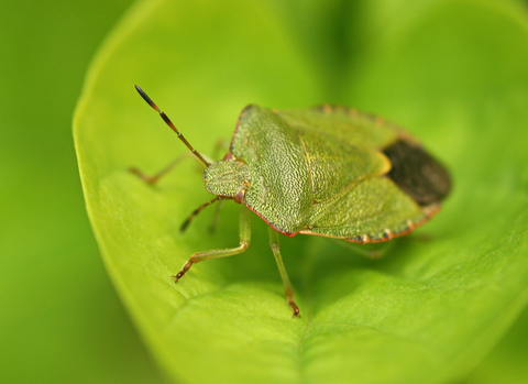 Common green shieldbug The Wildlife Trusts